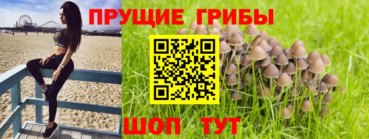 Псилоцибиновые грибы Cubensis Кудрово